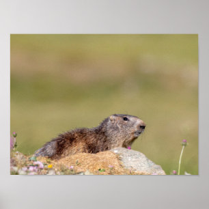 Marmot im Gran Paradiso Park Poster