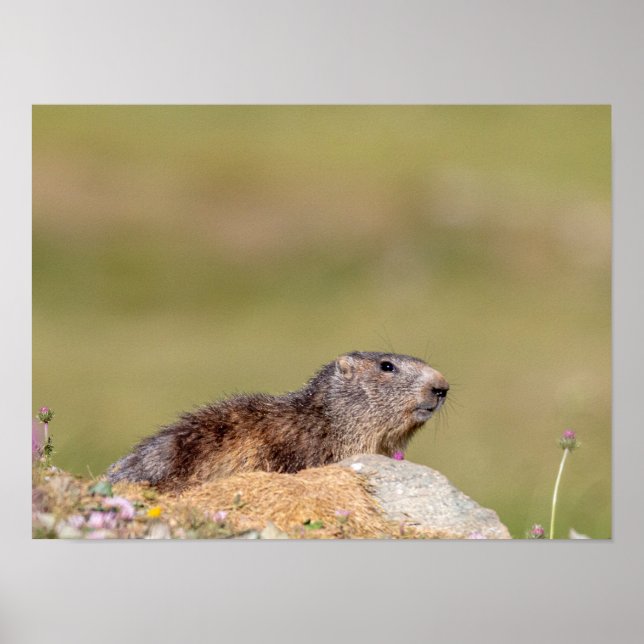 Marmot im Gran Paradiso Park Poster (Vorne)