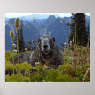 Marmot im Paradies Poster