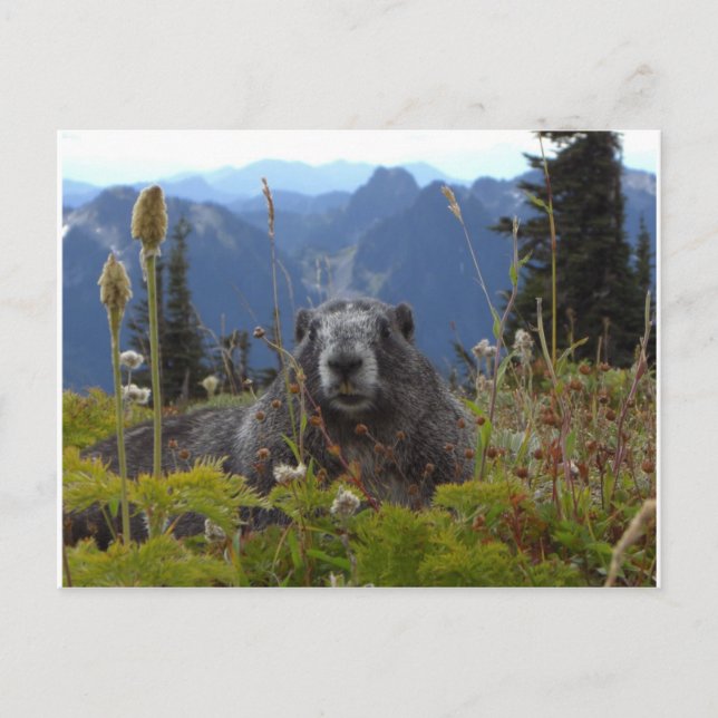 Marmot im Paradies Postkarte (Vorderseite)