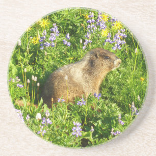 Marmot in den Wildblumen des Berges Rainier Getränkeuntersetzer