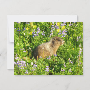 Marmot in den Wildblumen des Berges Rainier Karte