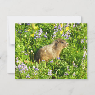 Marmot in den Wildblumen des Berges Rainier Karte