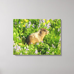 Marmot in den Wildblumen des Berges Rainier Leinwanddruck