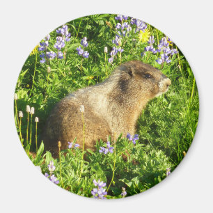 Marmot in den Wildblumen des Berges Rainier Magnet