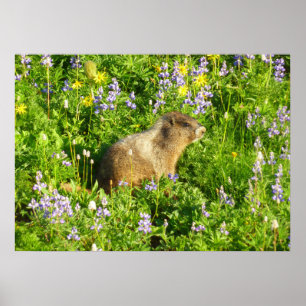 Marmot in den Wildblumen des Berges Rainier Poster