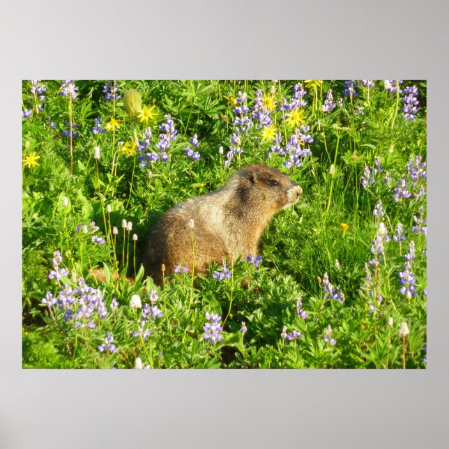 Marmot in den Wildblumen des Berges Rainier Poster (Vorne)