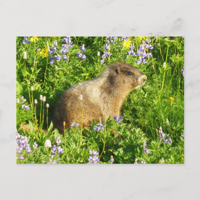 Marmot in den Wildblumen des Berges Rainier Postkarte (Vorderseite)
