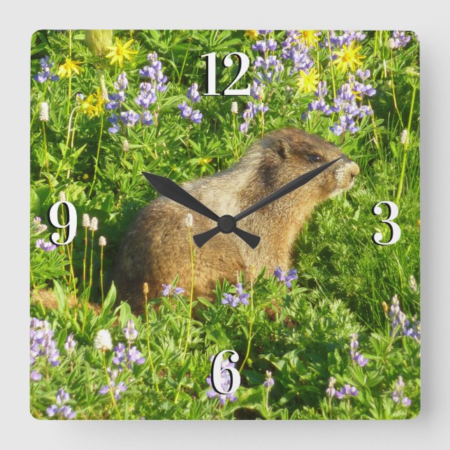 Marmot in den Wildblumen des Berges Rainier Quadratische Wanduhr (Vorderseite)