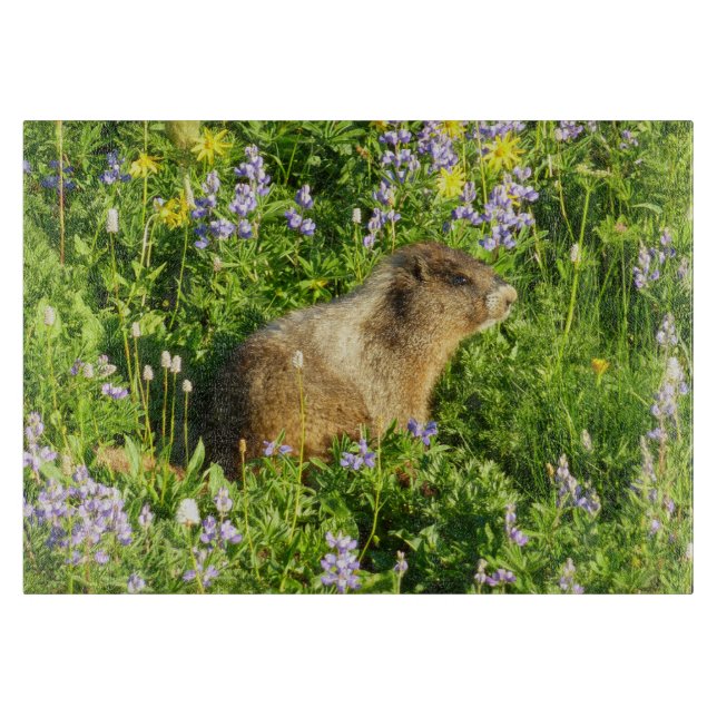 Marmot in den Wildblumen des Berges Rainier Schneidebrett (Vorderseite)