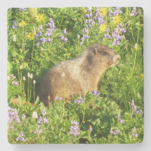 Marmot in den Wildblumen des Berges Rainier Steinuntersetzer