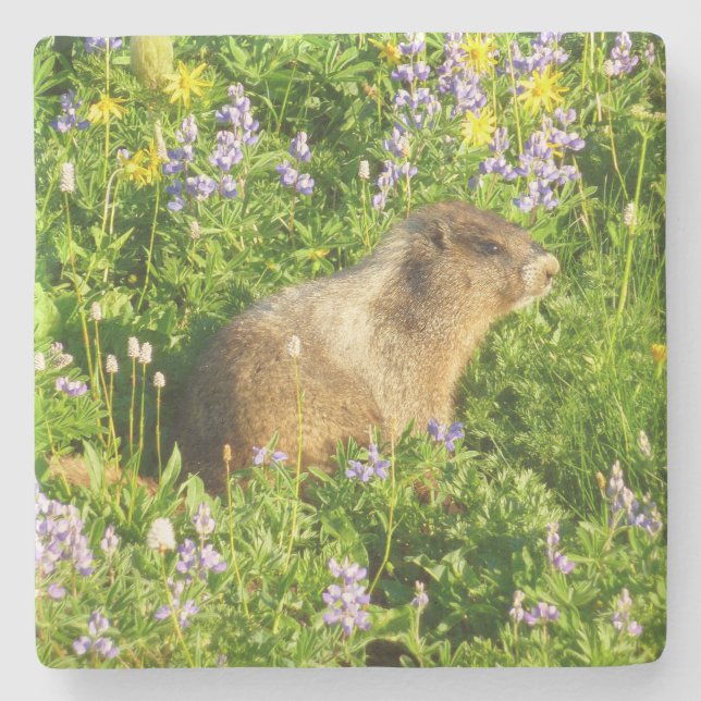 Marmot in den Wildblumen des Berges Rainier Steinuntersetzer (Vorderseite)