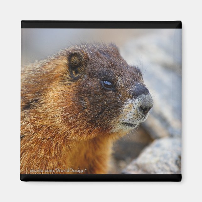 Marmot Magnet (Vorne)