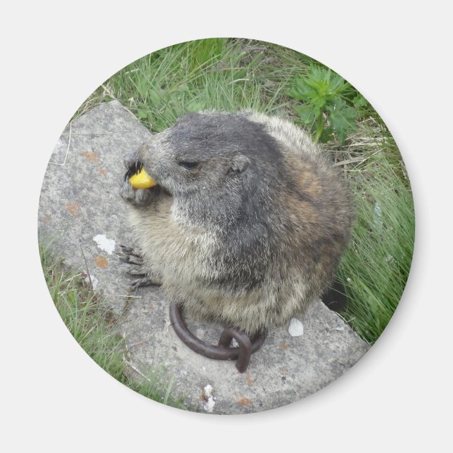Marmot-Magnet Magnet (Vorne)