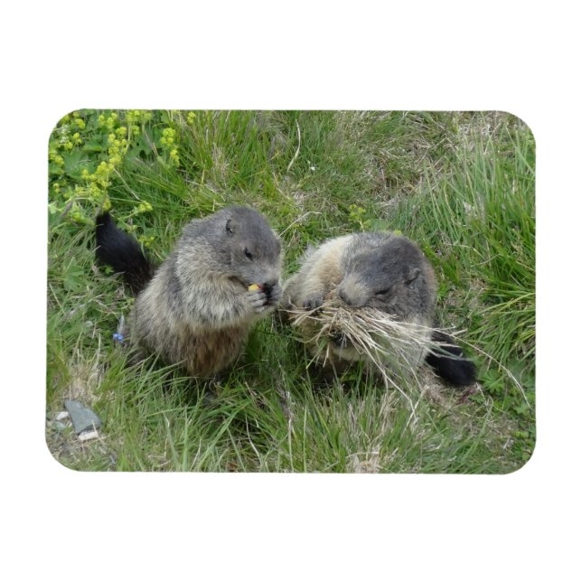 Marmot-Magnet Magnet (Horizontal)
