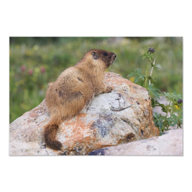 Marmot, Marmota flaviventris, Fotodruck (Vorne)