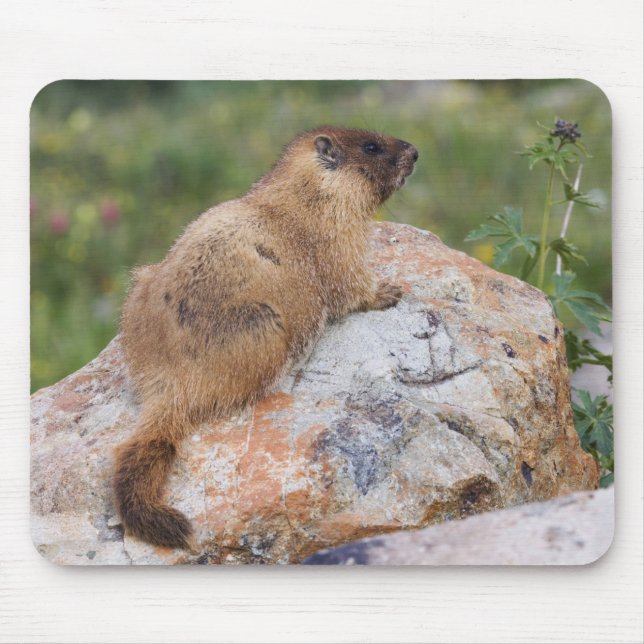 Marmot, Marmota flaviventris, Mousepad (Vorne)
