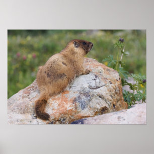 Marmot, Marmota flaviventris, Poster