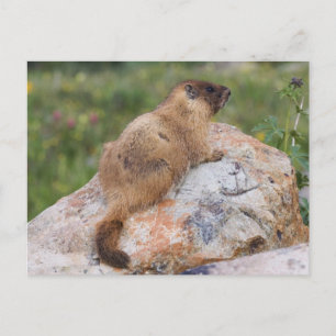 Marmot, Marmota flaviventris, Postkarte