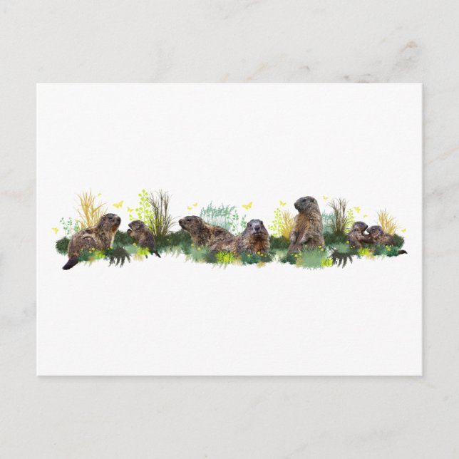 Marmot Meadow Postcard Postkarte (Vorderseite)