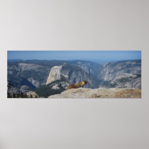 Marmot mit Blick auf den Halbkuppel - Yosemite Poster