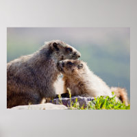 Marmot Mutter mit Baby