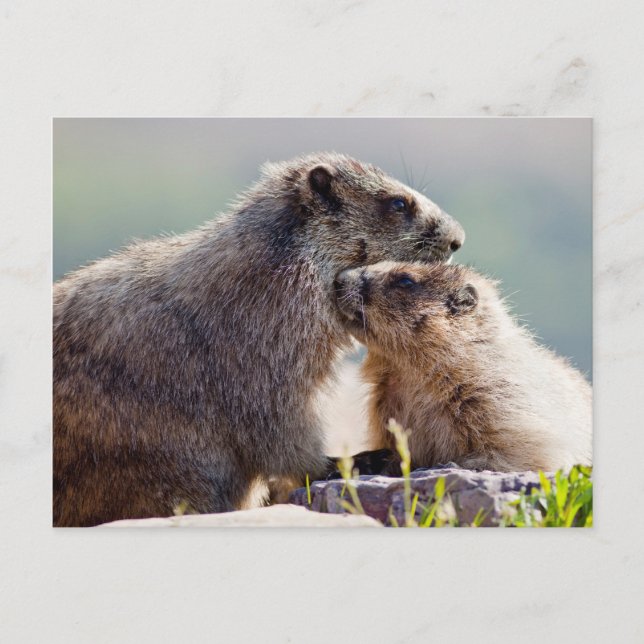 Marmot Mutter mit Baby Postkarte (Vorderseite)