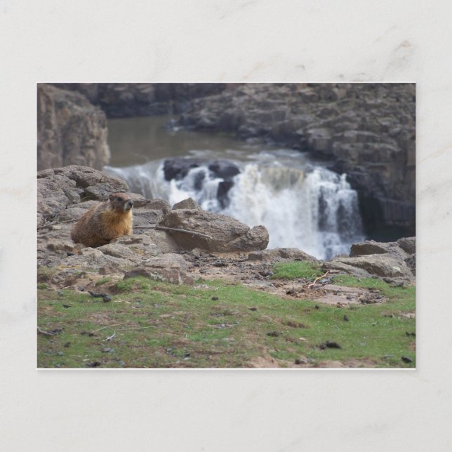 Marmot neben den Palouse Falls Postkarte (Vorderseite)