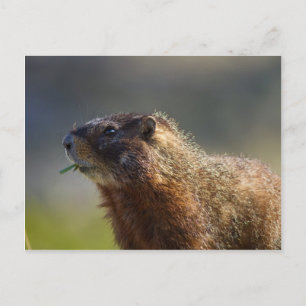 Marmot Postkarte