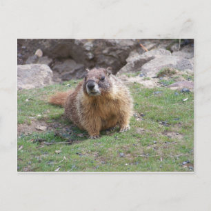 Marmot Postkarte