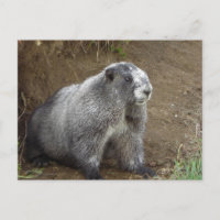 Marmot