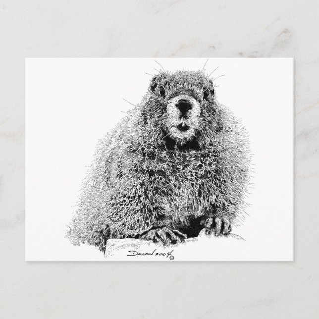 Marmot Postkarte (Vorderseite)