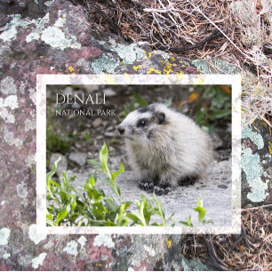 Marmot Pup, Nationalpark Denali Postkarte