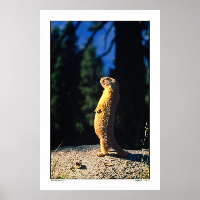 Marmot Sun Salute Poster (Vorne)