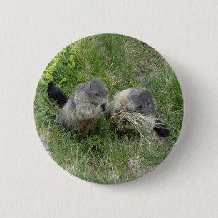 Marmot-Taste Button