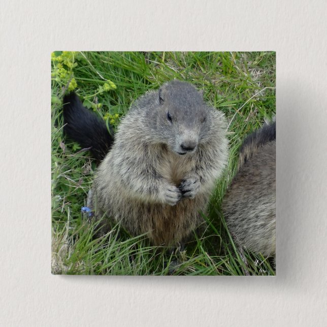 Marmot-Taste Button (Vorderseite)