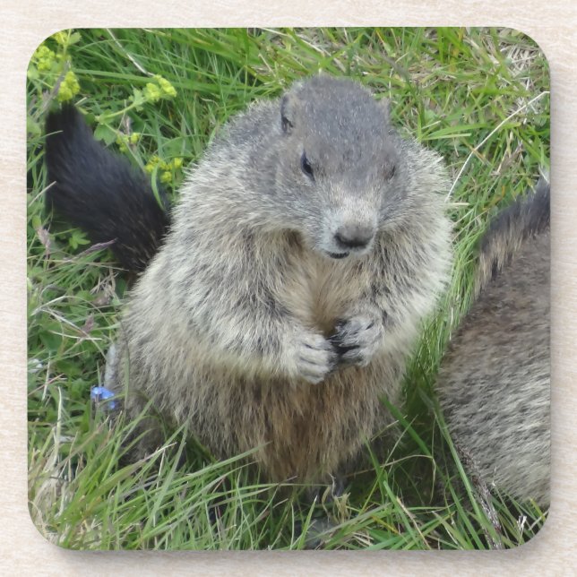 Marmot Untersetzer (Vorderseite)