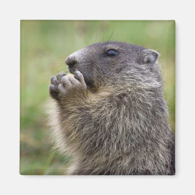 Marmota Magnet (Vorne)