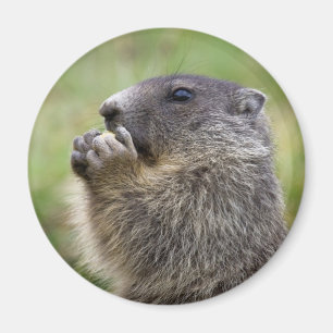 Marmota Magnet