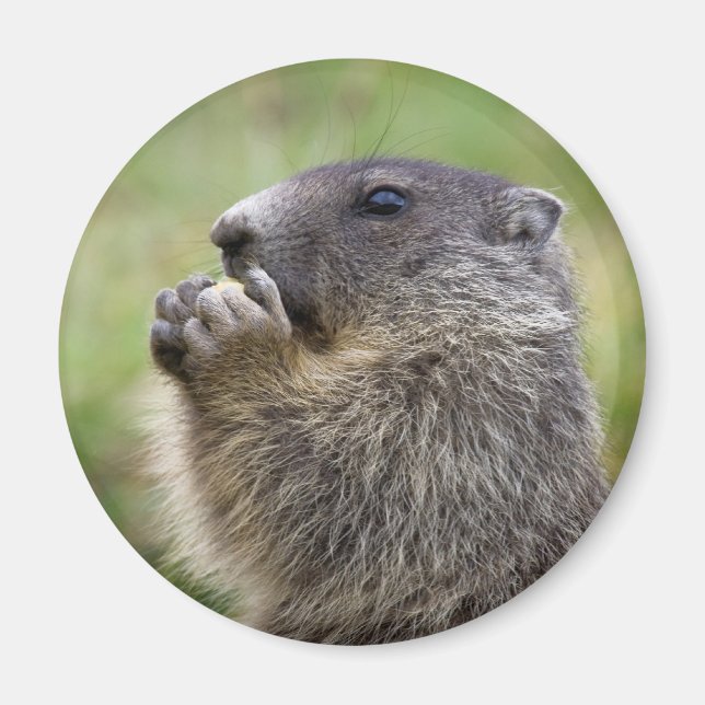 Marmota Magnet (Vorne)