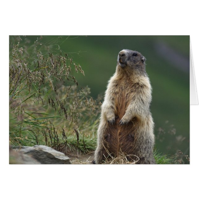 Marmota Murmeltier (Vorderseite (Horizontal))