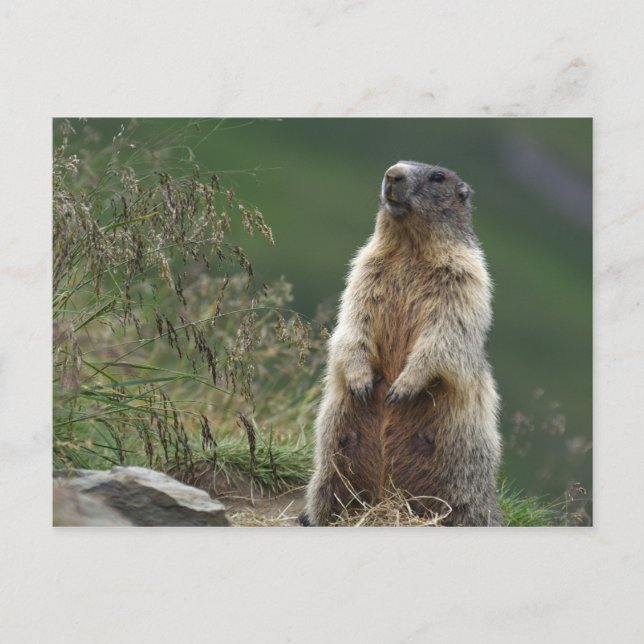 Marmota Postkarte (Vorderseite)
