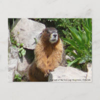 Marmots der San Juan Berge, Gran..