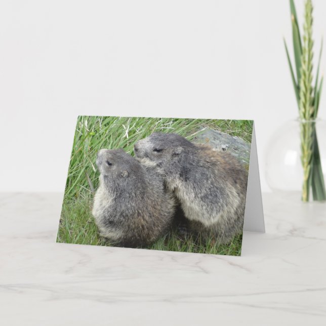 Marmots Grußkarte Karte (Vorderseite)