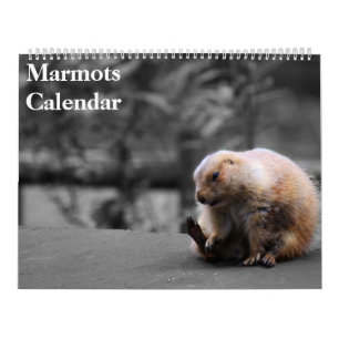 Marmots-Kalender 2026 Kalender