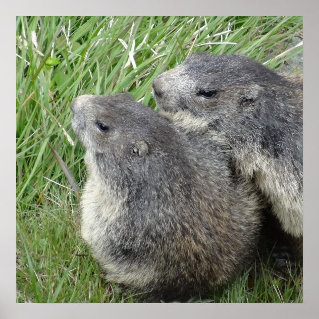 Marmots-Poster Poster (Vorne)