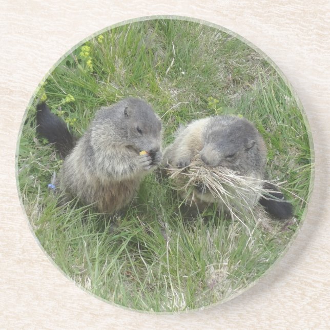 Marmots Untersetzer (Vorne)