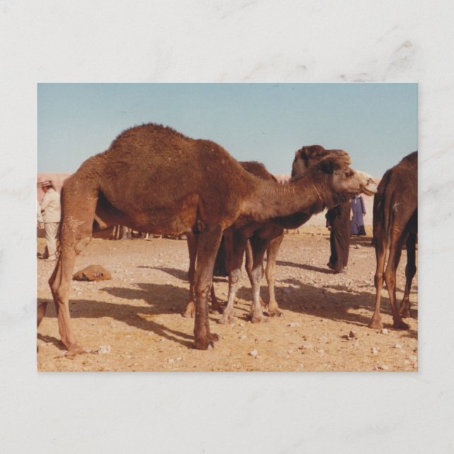 Marokkanisch Camel Postcard Postkarte (Vorderseite)