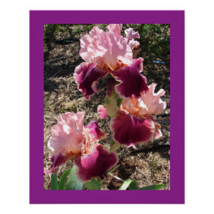 Maroon Blume Floral Iris Irish Mütter Day Card Poster