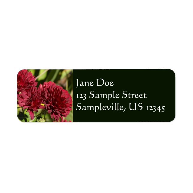 Maroon Chrysanthemums (Vorne)